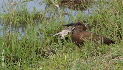 A hammerkop gets ready to swallow a whole frog.