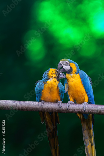 Variety of vividly vibrant colorful parrot Macaw sitting in dark background.