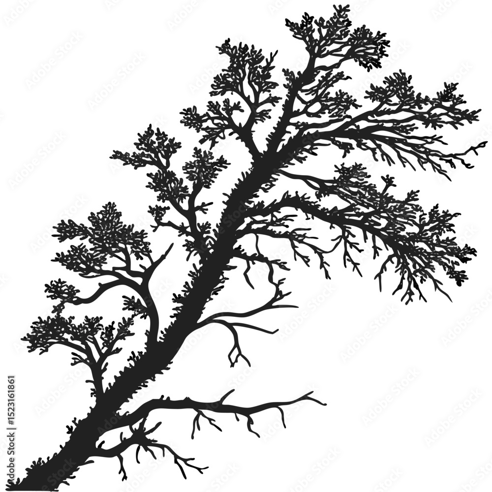 Obraz premium tree silhouette isolated on white