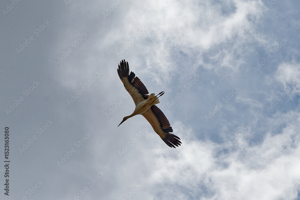 Fototapeta premium bird in flight