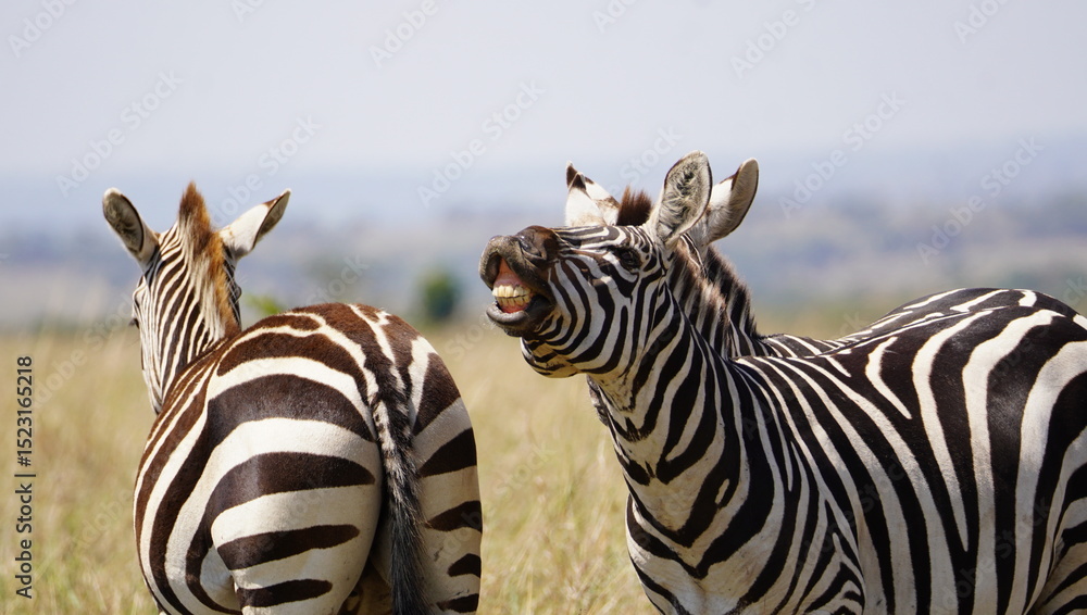 Fototapeta premium A zebra stalion seems to be in a talking mode.