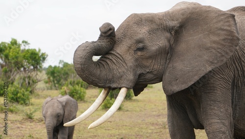 An elephant mother with her trunk up.