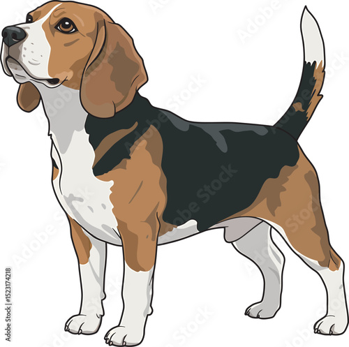 Beagle Dog Vector white color background 