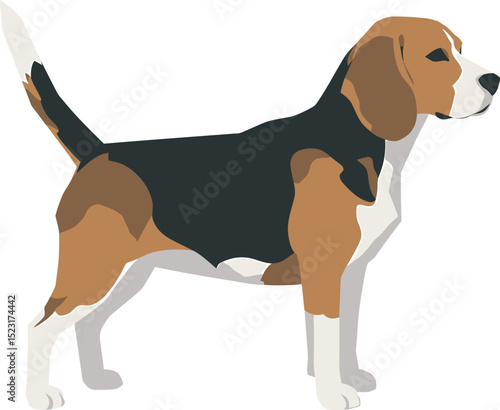 Beagle Dog Vector white color background 
