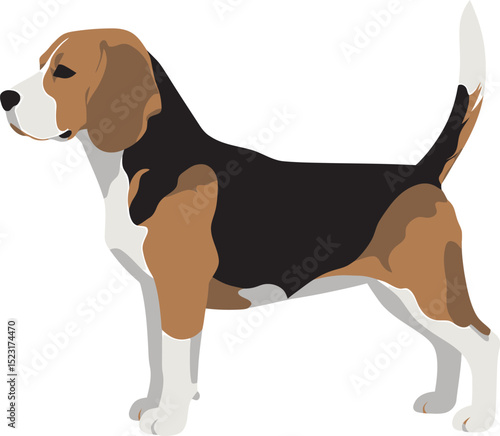 Beagle Dog Vector white color background 