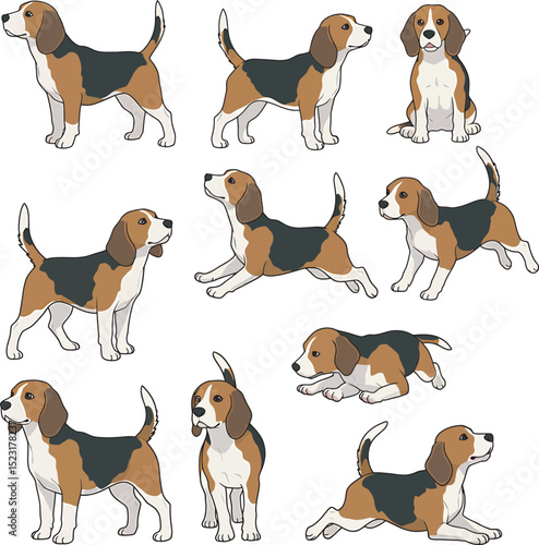Beagle Dog Vector white color background 
