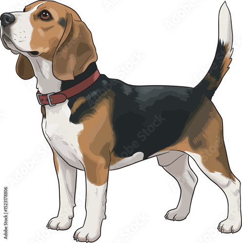 Beagle Dog Vector white color background 