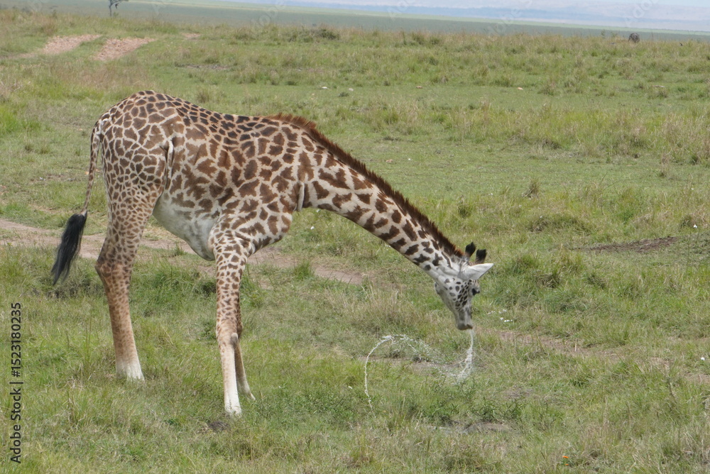 Fototapeta premium giraffe finish drinking water
