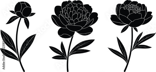 Three black and white peony flowers with varying stages of bloom on white