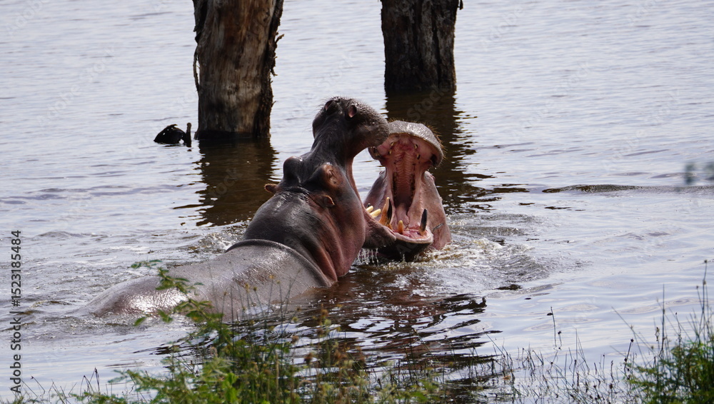 Fototapeta premium side view of two hippos fighting with mouth wide open.