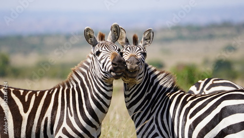 Two stallion zebras in a perfect pose together.