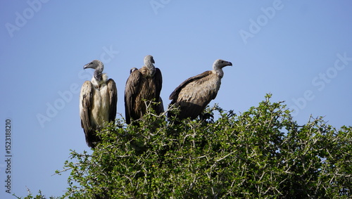  white backed vultures on a tree.