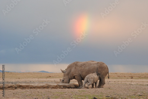 White rhino with a baby nursing