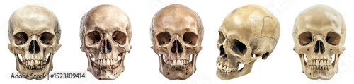 Realistic Human Skull Models in Various Angles and Detail, PNG bundle collection, Isolated on Transparent Background