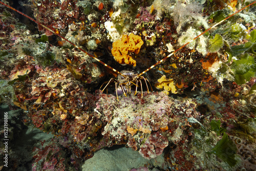 Aragosta, Palinurus elephas, in tana circondata da colonie di madrepora gialla, Leptopsammia pruvoti	
