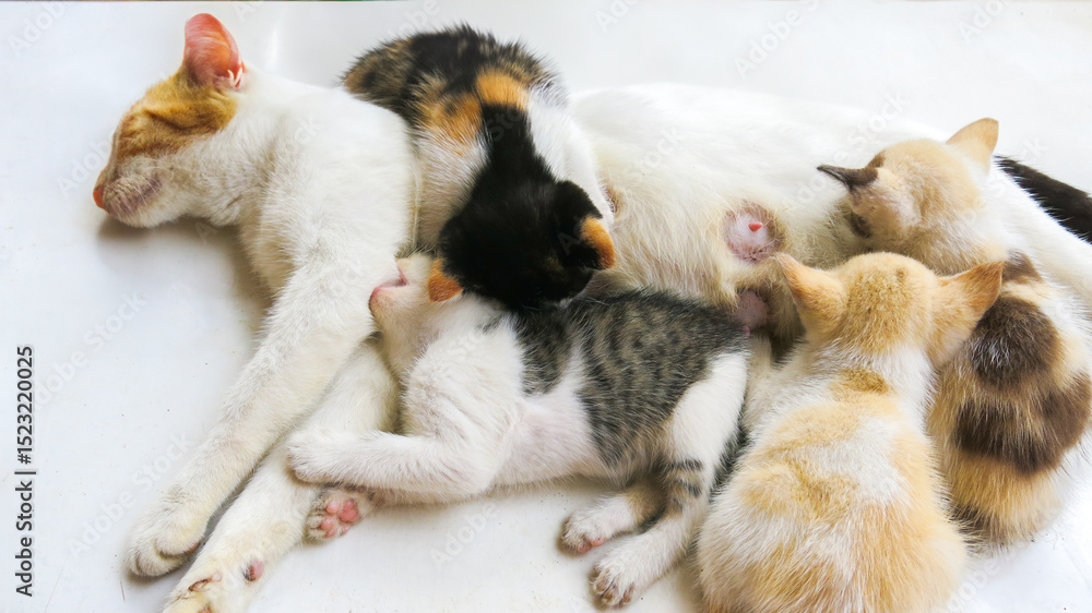Obraz premium mother cat nursing her kittens. babies kitten suckling milk. cat family. animal motherhood, breastfeeding animal.