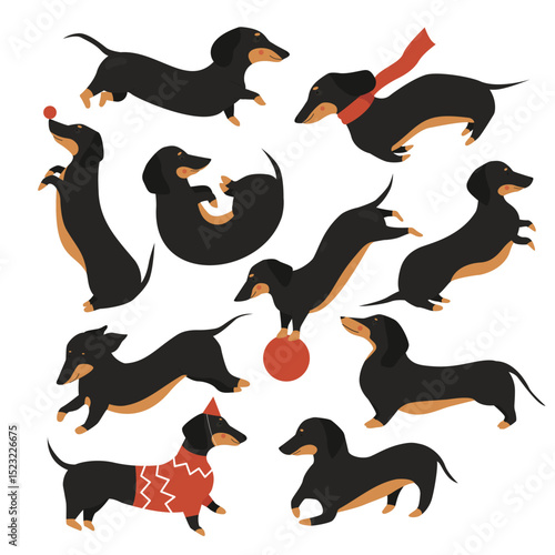 Dachshund dog vector illustration set. Cartoon cute pet animal in various poses collection, funny dachshund wearing sweater or scarf, happy puppy doggy playing with ball, jumping isolated on white