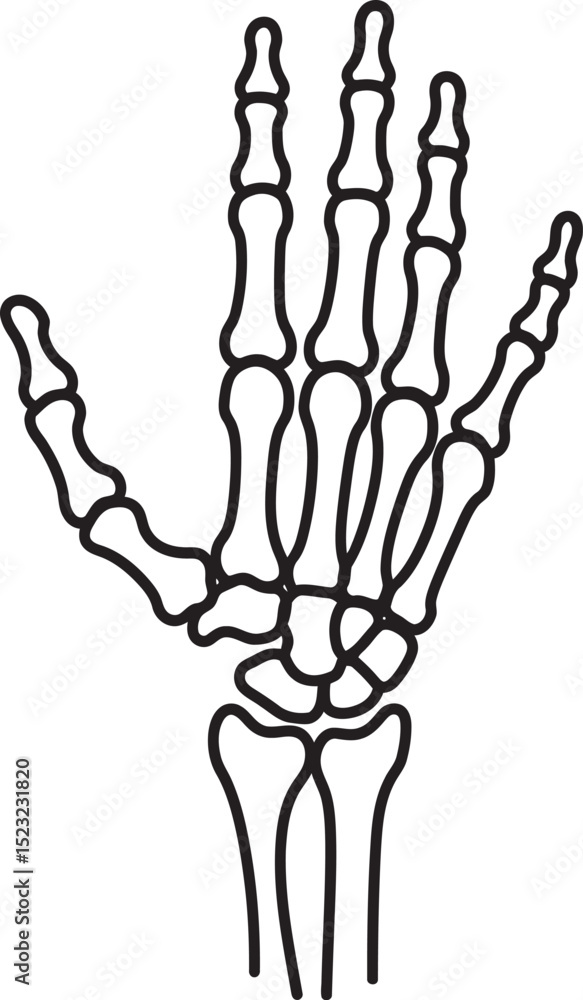 Fototapeta premium Skeleton Clip art vector collection white color background