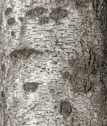 Illustration of Birch bark texture. The texture of birch bark. Birch bark background. Birch tree trunk, Betula pendula.