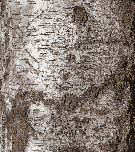 Illustration of Birch bark texture. The texture of birch bark. Birch bark background. Birch tree trunk, Betula pendula.