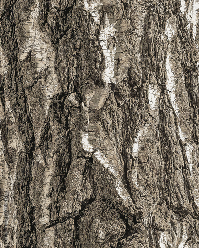 Illustration of Birch bark texture. The texture of birch bark. Birch bark background. Birch tree trunk, Betula pendula.