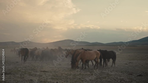 Wild horses running and grazing during sunset in the high desert mountains