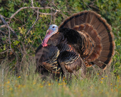 Male (Tom) Turkey displaying and gobbling during spring in the Wichita Mountains