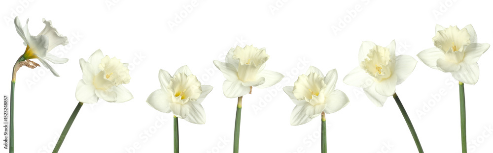 Fototapeta premium Aromatic daffodil flowers on white background, set