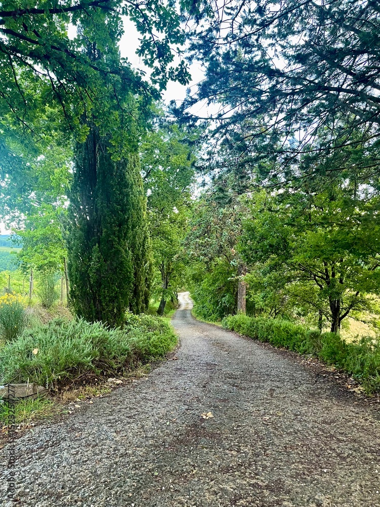 Fototapeta premium path in the woods