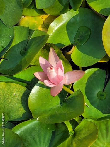 Beauty pink water lily, water lily, lily pond.