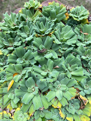 Bush of green small leaves in Thailand. Greening, Thai vegetation near temples, eternal summer.