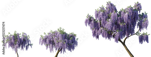 Foto Set of Wisteria floribunda (common name Japanese wisteria) blooming trees fronta