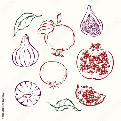 Vector fruit doodle illustration of pomegranate, figs and leaves. Hand-drawn garden harvest sketch. Organic farm graphics. Tasty food for design, veggie market drawing print, fabric or background.