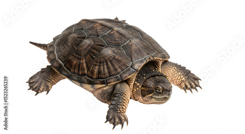 Isolated Diamondback Terrapin Turtle