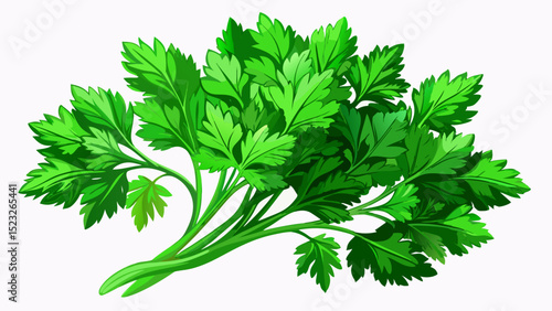 a fresh bunch of fresh parsley with vibrant green color on a white isolated background, fragrant and fresh design