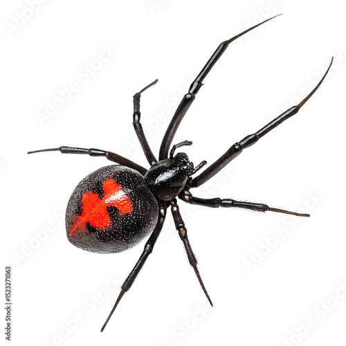 A close-up of a black widow spider, featuring a glossy black body and a distinctive red hourglass marking on its abdomen. The spider is positioned against a black background.
