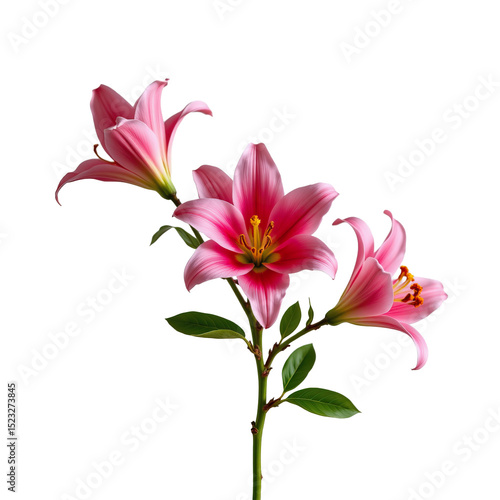 Beautiful Pink Lily Flowers Blooming in Full Glory Against a Bright Background Ideal for Nature and Floral Themes
