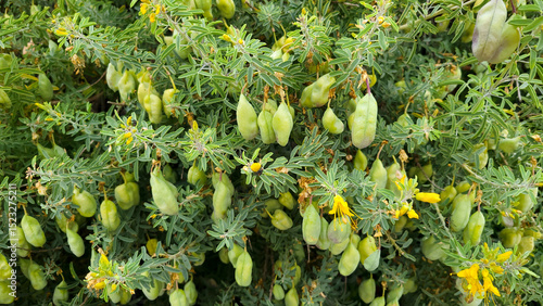 Green Seed Pods of Bladderpod Hanging Under Its Flowers, closeup
Green Seed Pods of Bladderpod or Cleome isomeris or Peritoma arborea hanging under its yellow flowers, San Diego, CA; closeup
Bladderpo