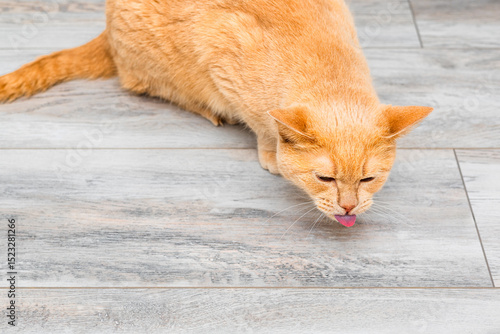 ginger cat sits on the floor with its tongue hanging out. the cat is coughing. the cat feels bad. the cat is sick. the cat was poisoned
