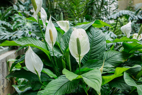 Big spathiphyllum or peace lily growing in public greenhouse. Popular indoor plant in bloom among other plants growing near close up.