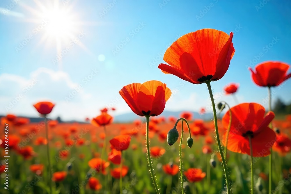 Fototapeta premium Vibrant red poppies bathed in sunlight, a field of intense color against a bright blue sky Perfect for summer, warmth, and nature themes , poppy, botany
