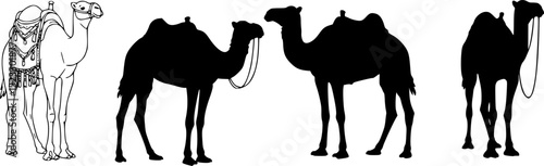 Vector illustration of three camels with saddles standing in a row showcasing different saddle designs and decorative styles, vector set
