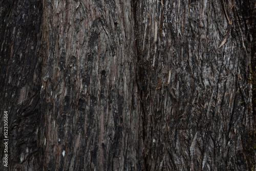 wood texture in high contrast and good resolution	
