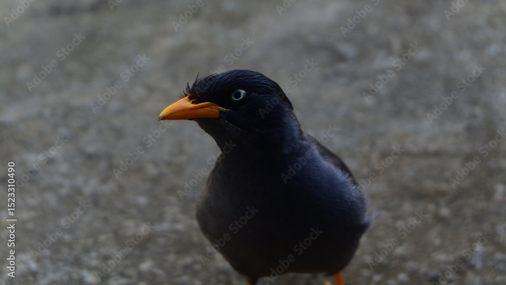 Obraz premium Close-up of a Jungle Myna (Acridotheres fuscus) Standing on Pavement
