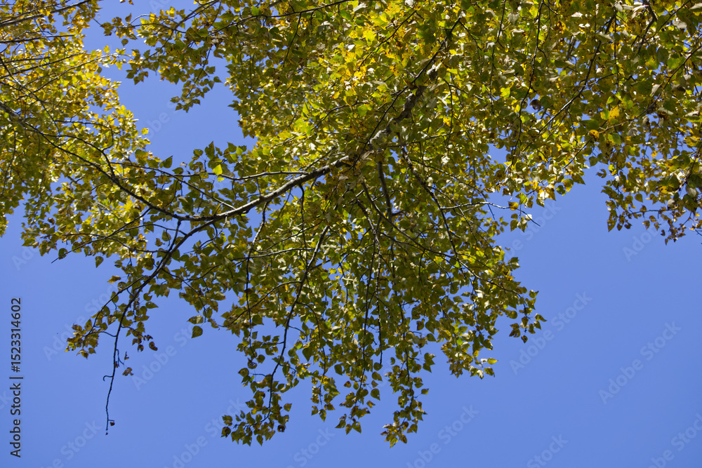 Fototapeta premium Green Leaves against a Blue Sky