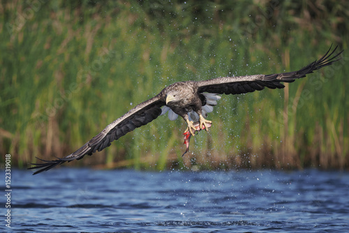 White-tailed eagle catching fish in mid-flight over Szczecin Lagoon, Poland, with wings spread wide
