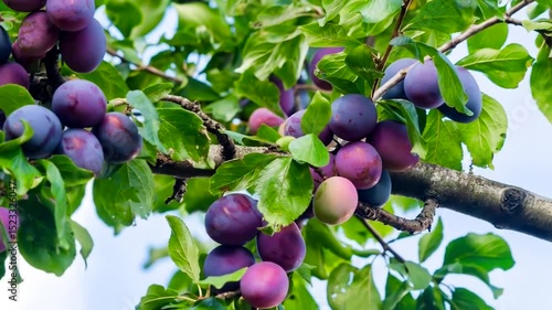 Wallpaper Mural Ripe and Colorful Plums Hanging Gracefully on a Lush Green Tree Branch Torontodigital.ca