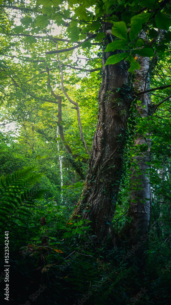 Woodland Shots, Humford Woods, Northumberland, June 2025 Woodland Shots, Humford Woods, Northumberland, June 2025