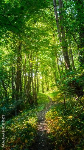 Woodland Shots, Humford Woods, Northumberland, June 2025