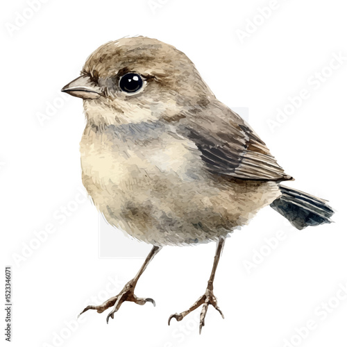 Sparrow Close Up, watercolor painting vector, high quality, isolated on a white background.